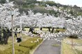 昼と夜で異なる桜の風情が楽しめる「摂津峡さくら祭り」が高槻市で開催