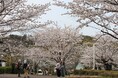 春本番　高槻市内の桜が見頃