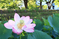 早朝に咲く大輪 高槻市の新川でハスが開花