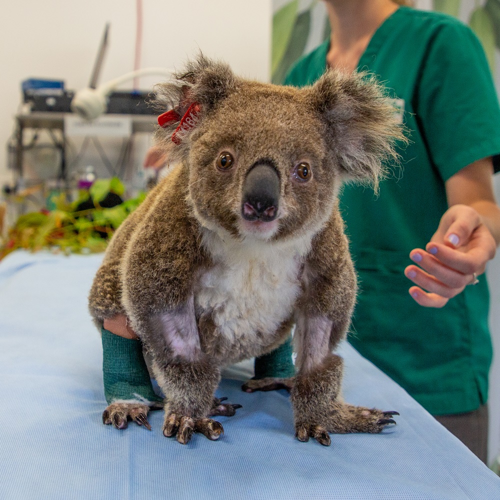 オーストラリア最大級の野生動物病院 カランビン ワイルドライフ ホスピタル チャリティイベント Virtual Benefit Under The Stars をオンラインにて開催 クイーンズランド州政府観光局のプレスリリース