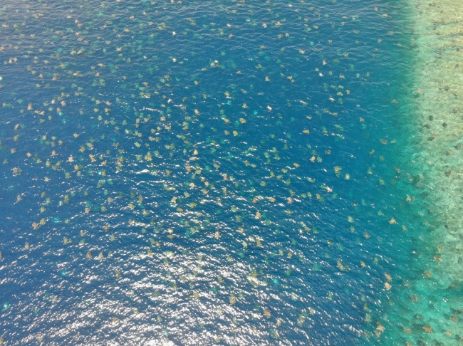 グレートバリアリーフ の最北端 レイン島 ドローン撮影を用いた新しい調査方法により産卵期のアオウミガメ64 000匹を確認 クイーンズランド州政府観光局のプレスリリース