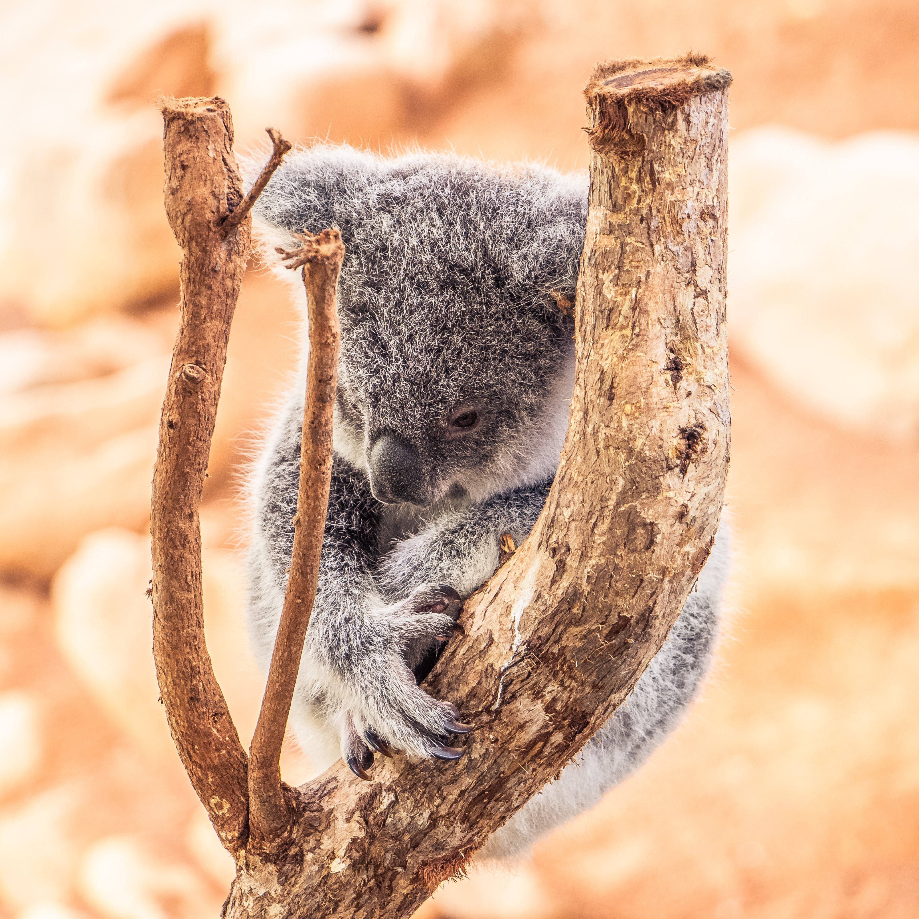 クイーンズランド州にあるケアンズ観光局が 赤ちゃんコアラのネーミングライツ 命名権 オークションを開催 クイーンズランド州政府観光局のプレスリリース