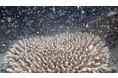 グレートバリアリーフのサンゴの一斉産卵、無数の希望の生命が誕生