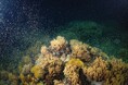 ~オーストラリア北東部、クイーンズランド州~ グレートバリアリーフでサンゴの一斉産卵 新しい生命の誕生で、次世代へとつなぐ