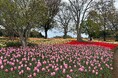 過去最大規模！6,000㎡の「四季の丘」を26万株のチューリップが埋め尽くす