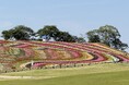 SNSで話題沸騰の“AIが描いた理想郷”を完全再現！？東京ドイツ村「いろどりの丘」に13万株の絶景フラワーエリアが誕生