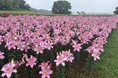 【わずか10日間の奇跡】東京ドイツ村の「初夏の絶景」がまもなく開幕！