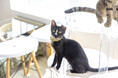 保護猫活動の一助となる透明なキャットタワー販路開拓をサポート