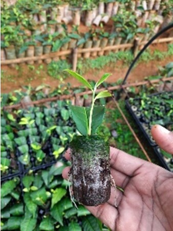 ジフィ7Cペレットは常に高品質なココヤシ培養土を原料に生産され、強い根の生育環境を提供します。