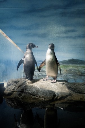 (C) Michiko Sato (C) Michiko Sato