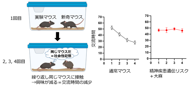 図3：マウスの社会性記憶を調べるテスト（左）。思春期の大麻暴露と精神疾患遺伝リスクのあるマウスは、試行を重ねても既出マウスとの交流時間が減少しないことから、社会性記憶に障害があることを示した（右）。