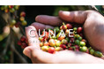 デカフェ専門ブランド『CUNAE(クーネ)』公式オンラインストアがリニューアル!半分以上の商品がお得に!!