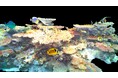 水中ドローンでサンゴ礁を3Dスキャン、NFT化してデータを永久保存するプロジェクトが始動!