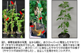 根寄生雑草が宿主植物由来の発芽シグナル分子を自ら生産する能力を有することを解明