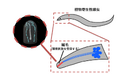 植物寄生性線虫が持つユニークな感覚ニューロンの微細構造と進化的起源を明らかに