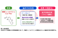 発酵食品に含まれる乳酸フェニルアラニンが動物で精神的ストレスの低減効果を発揮する新しいメカニズムを解明