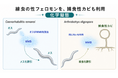 捕食者の罠は「恋の匂い」だった ～線虫で初めて「空気中を漂う性フェロモン」を同定～