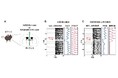 体内時計が排卵周期を整える新たな神経メカニズムを発見 ～脳・視交叉上核AVPニューロンからのGABA放出が性周期維持に必須～