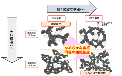 図1.殺菌温度と脂肪粒径を変化させた場合の電子顕微鏡観察結果のモデル図（当該論文に記載の図より作成）