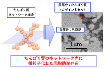 図３.　ヨーグルト構造断面図（当該論文に記載の図より作成）