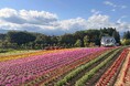 【岐阜・ひるがの高原】シルバーウィークに秋の花畑が見頃！「ひるがの高原 牧歌の里」～９月21日「敬老の日」は65歳以上入園無料～