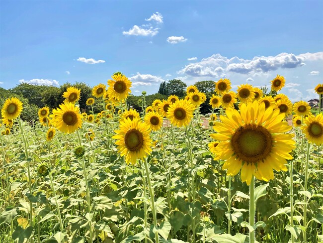 写真：ひまわり畑