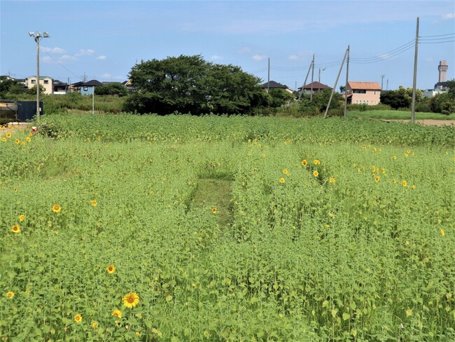 写真：8月5日の様子