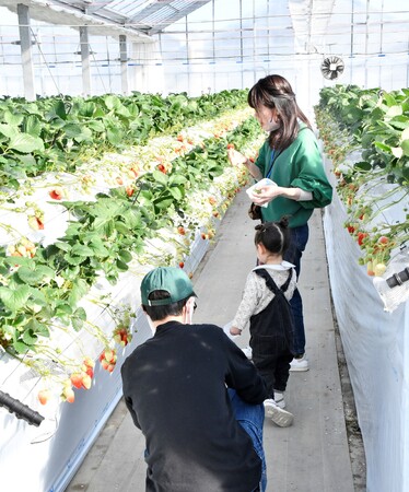 【埼玉県越谷市】市内でいちご狩りができます！