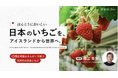 アイスランド市場で日本品種いちごの販売を再開。先行予約の初回分が完売（CF Angelsにてクラウドファンディング実施中）