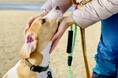 株式会社日本中央住販、NPO法人ピースウィンズ・ジャパンの「ワンだふるサポーター」に!−犬の殺処分ゼロへの支援を開始