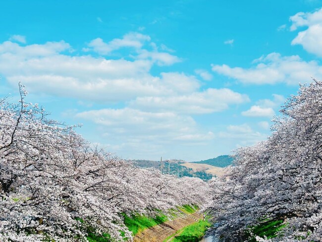 佐保川の桜