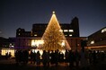 同志社女子大学 両キャンパスでクリスマスツリー点灯式を開催