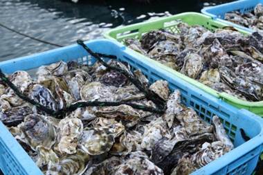 糸島の牡蠣など美味しくて新鮮なものを毎日仕入れてお届けします