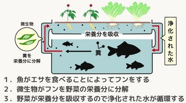 アクアポニックスとは