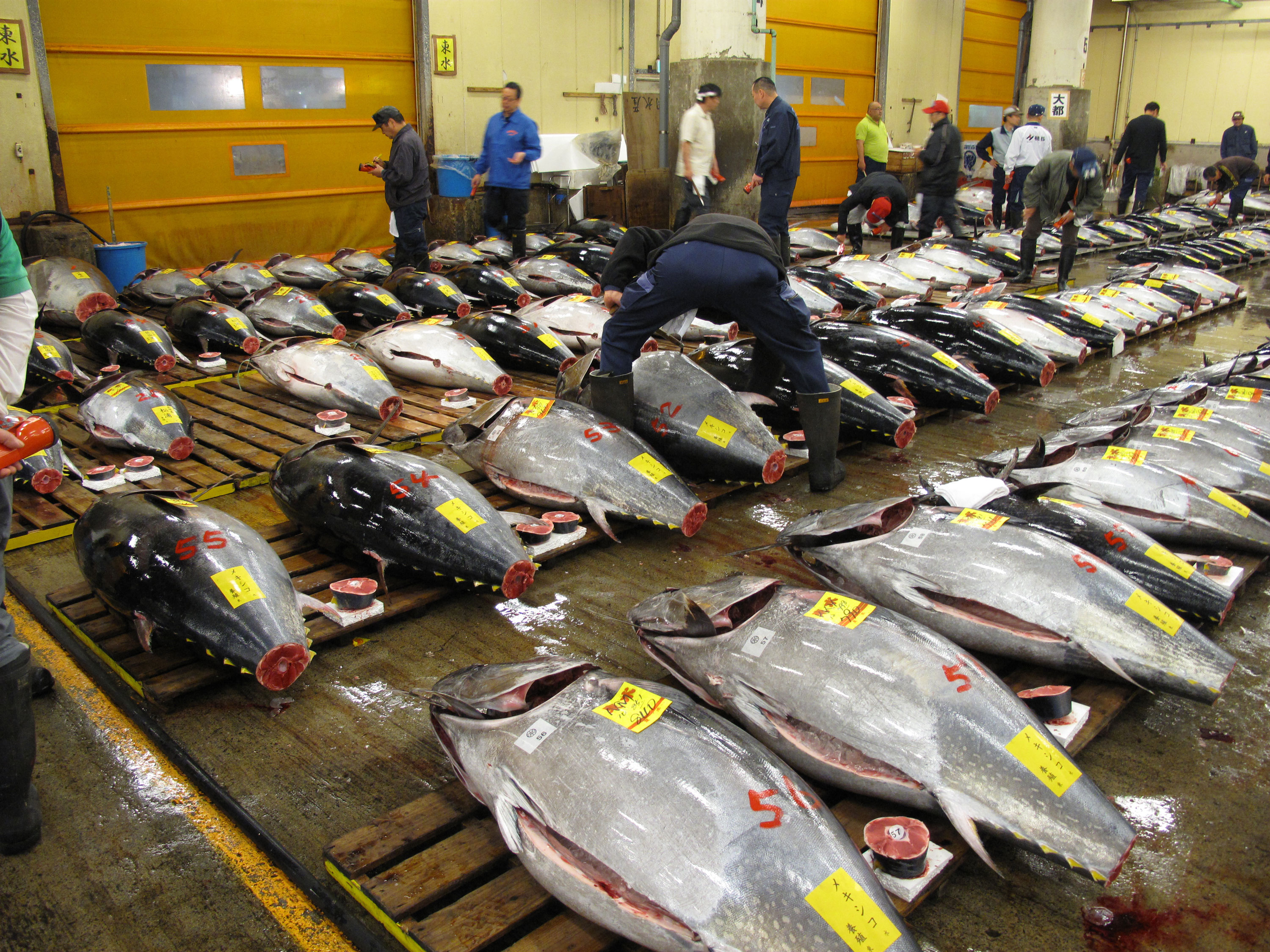 築地市場マグロ初セリに 築地すし好 初参戦 マグロ解体ショーも実施予定 株式会社 築地すし好のプレスリリース 築地市場マグロ初セリに 築地すし好 初参戦 マグロ解体ショーも実施予定 株式会社 築地すし好のプレスリリース