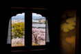 【ホテル長楽館】京都・円山公園の桜景色を特等席で望む春限定ステイプランを提供