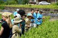 【岐阜県飛騨市】日本の原風景を守ろう!飛騨市宮川町種蔵で全国からの助っ人と集落特産品「ミョウガ」の収穫を行います