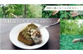 【岐阜県飛騨市】自然と伝統を紡ぐ薬草のスイーツ開発プロジェクト～森の健康を飛騨からご家庭へお届け！