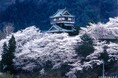【岐阜県飛騨市】満開の桜で神岡城を彩りたい！地域の誇りを復活させるため「神岡城桜守の会」春の活動開始。ともに活動してくれる仲間を募集中