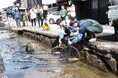 【岐阜県飛騨市】春到来!1000匹の鯉が飛騨古川「瀬戸川」に帰ってきます!