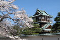 【岐阜県飛騨市】神岡城にもう一度450本の桜を!「神岡城桜守の会」が令和7年度の活動開始