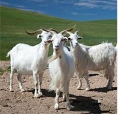 ネパールの女性たちの繊細な手作業が織りなす チャングラパシュミナ で社会貢献 ダイアナのプレスリリース