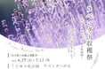 くじゅう花公園ラベンダー収穫祭2026　〜香りを束ねる、初夏の花時間〜