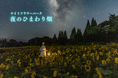 【大分・久住高原】平地マイナス5℃の避暑地！くじゅう花公園『ナイトフラワーパークSummer』が8月7日(金)より開催！5万株のひまわり×初ライトアップの「グリーンコキア」が登場