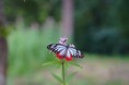 【秋の風物詩】海を渡る“旅する蝶”アサギマダラ、本日くじゅう花公園へ今季初飛来！ピーク時には数百頭が乱舞する絶景へ
