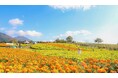 くじゅう花公園オータムフラワーフェスタ9月14日(土)から開催