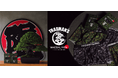 TRADMAN'S BONSAI × WACOAL MEN　盆栽をモチーフにしたコラボレーションアンダーウェアを発売