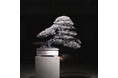 TRADMAN'S BONSAI × SUWADA　盆栽鋏になれなかった鋼が、盆栽作品へ。