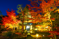 京都嵐山 紅葉 鹿王院夜の特別拝観2024