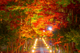京都紅葉隠れスポット 嵐山 鹿王院夜の特別拝観2025